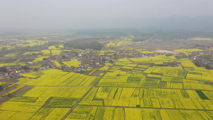 湖北宜昌远安旧县镇油菜花开