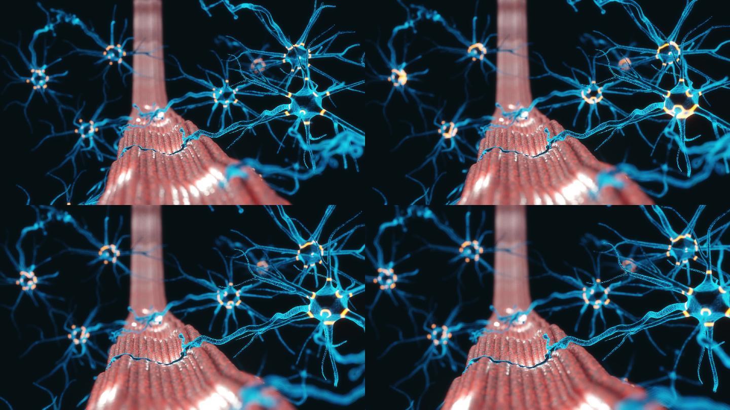 神经肌肉接头三维功能器官3D神经中枢
