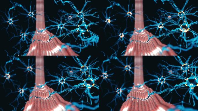 神经肌肉接头三维功能器官3D神经中枢