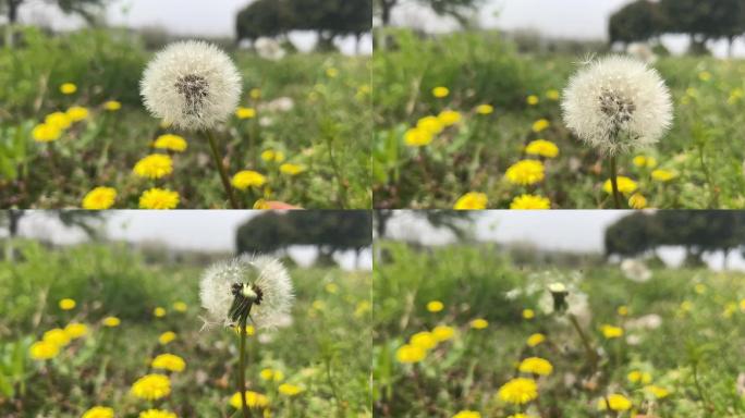 春天 踏青 野花 小花 蒲公英 黄花地丁