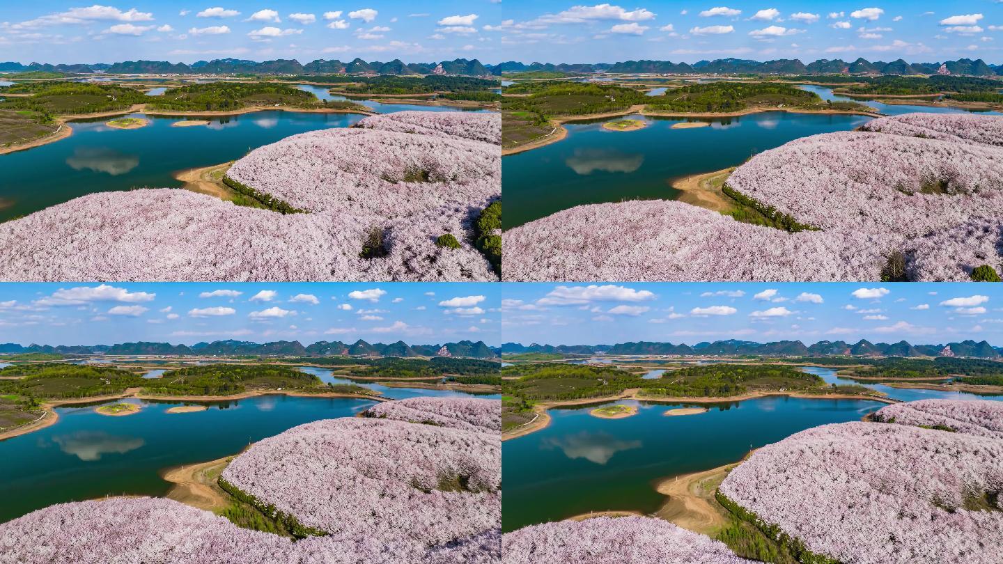 贵州万亩樱花海大范围移动延时摄影