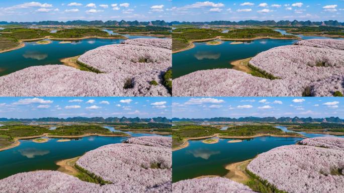 贵州万亩樱花海大范围移动延时摄影