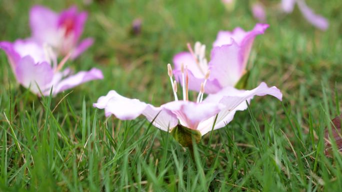 紫荆花掉落