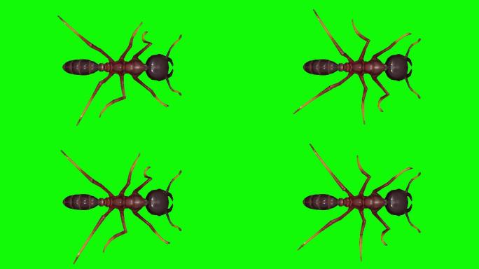 绿幕上的蚂蚁动画