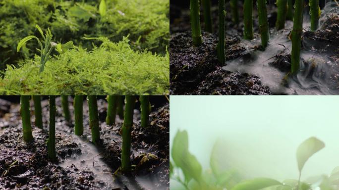植物生长 自然环境  微观