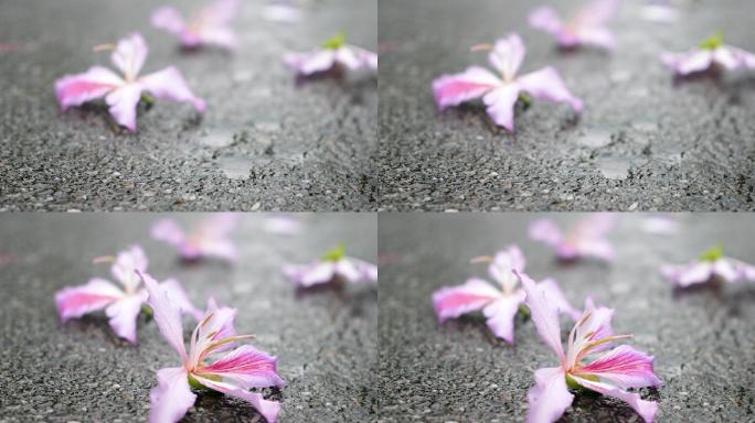 紫荆花掉落