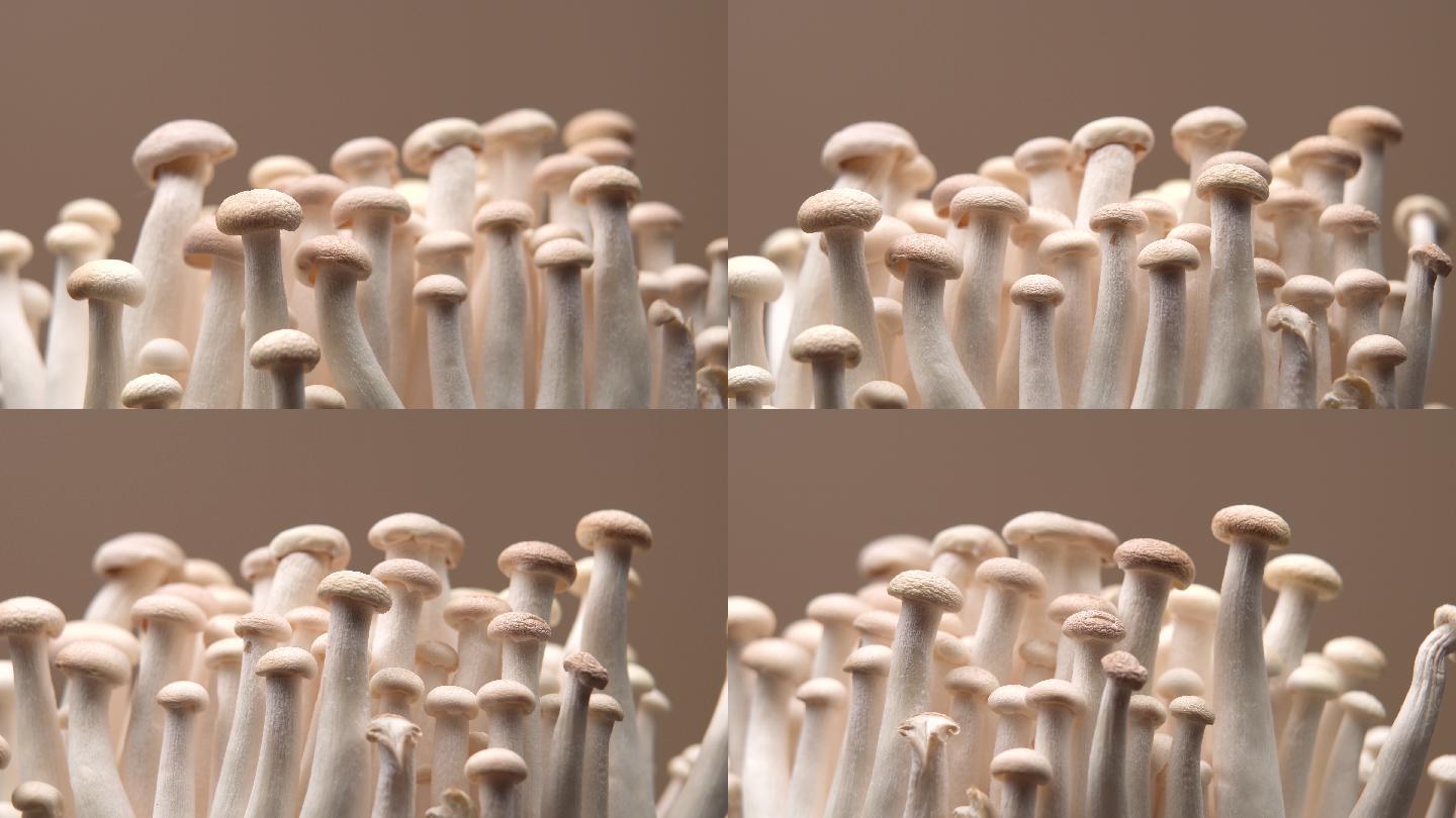 蘑菇实拍视频特写镜头农产品