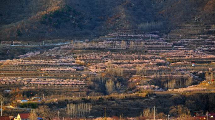 超长焦摇镜头拍摄山谷里开满樱桃花的村庄