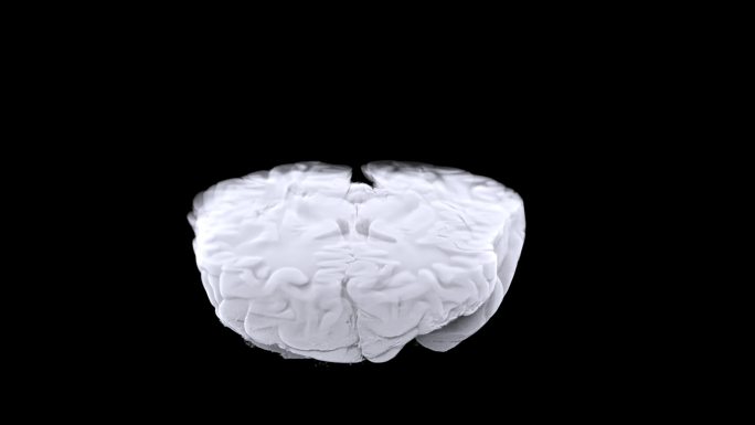 大脑动画3D元素栏目