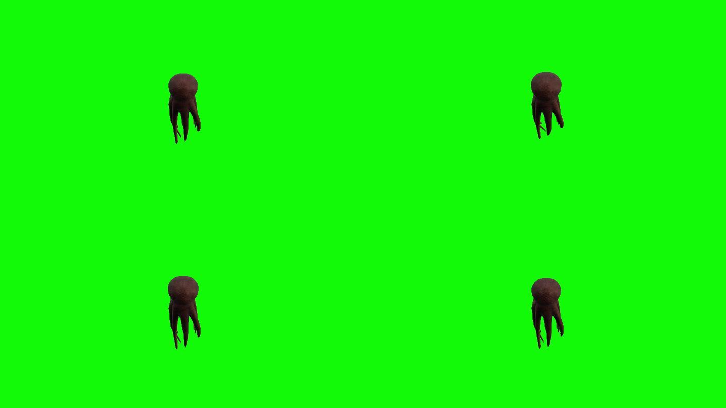 绿色屏幕上快速游动的章鱼。