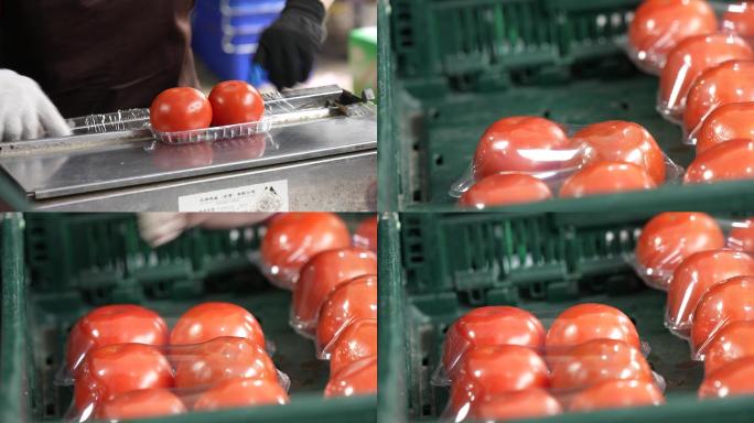 疫情保供应蔬菜西红柿超市