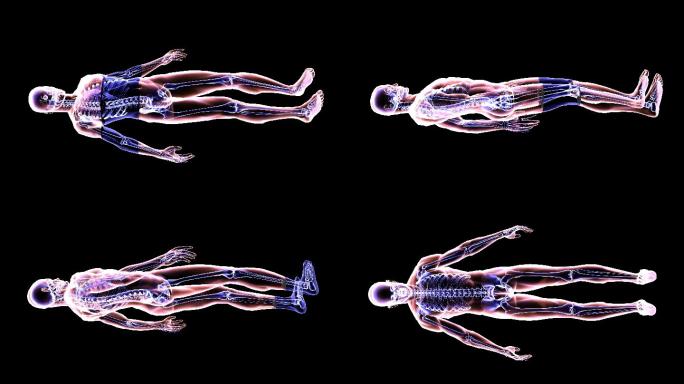人体骨骼组织器官肌肉检测检查医疗医学