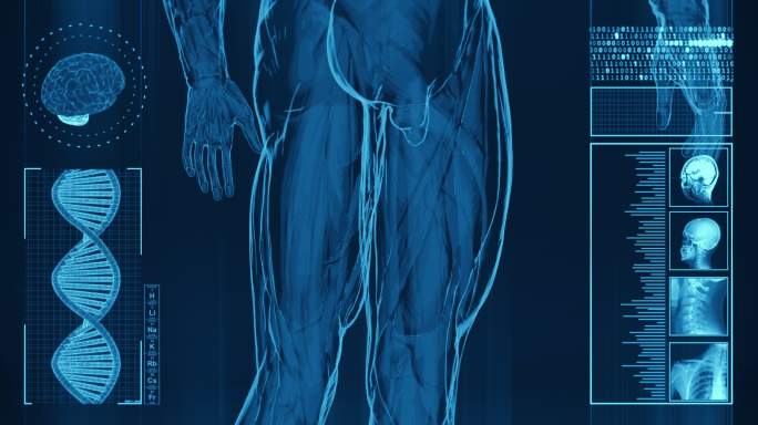 人体肌肉的X射线3D栏目