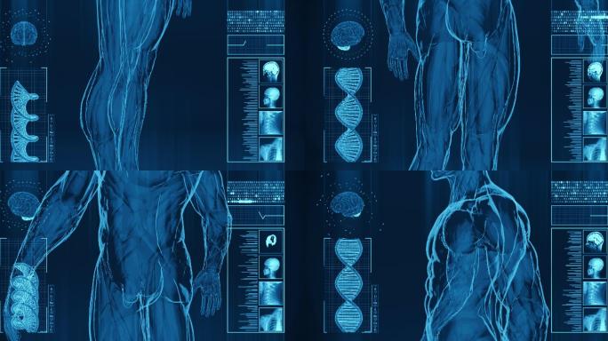 人体肌肉的X射线3D栏目