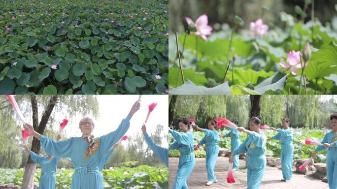 荷花池太极扇晨练