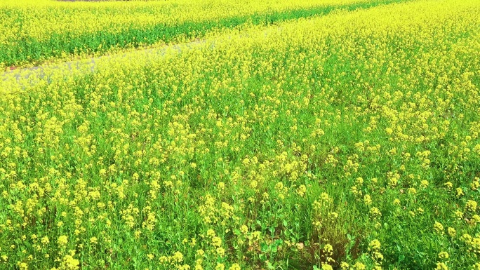 航拍湖边油菜花地4K