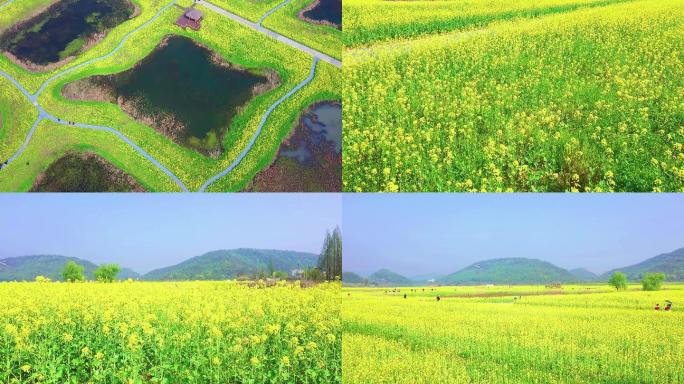 航拍湖边油菜花地4K