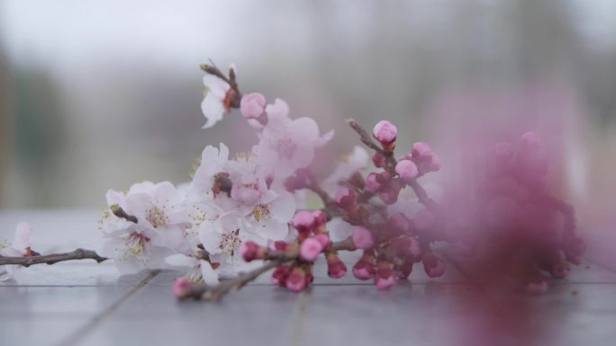 立春惊蛰清明春分春天桃花盛开