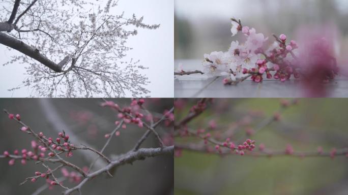 立春惊蛰清明春分春天桃花盛开