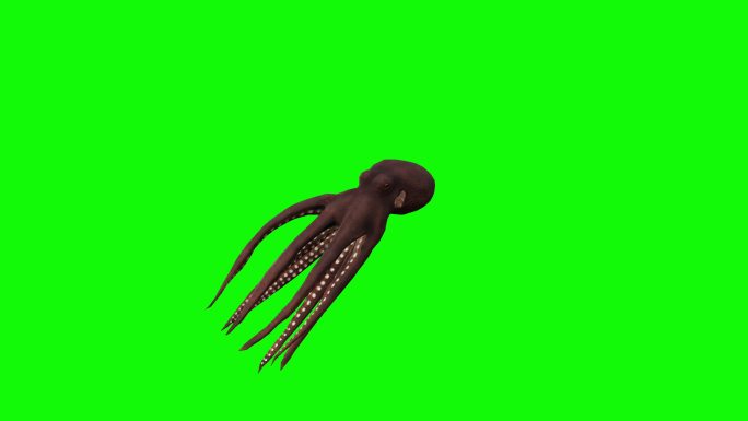 章鱼特效视频3D元素