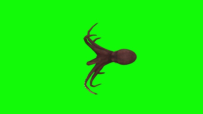 绿色屏幕上游泳的章鱼。