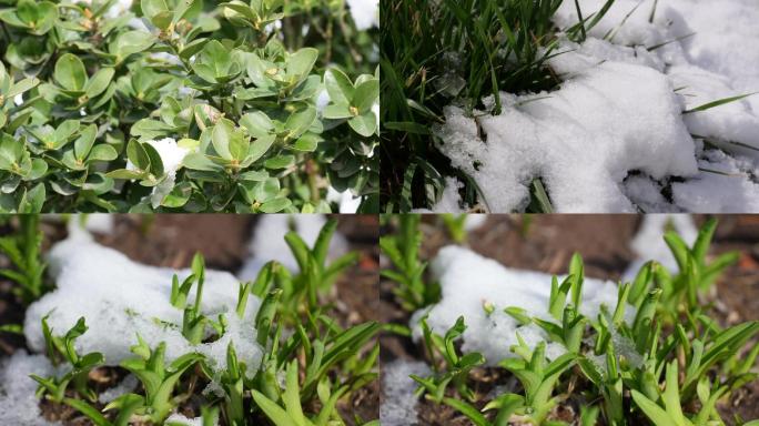 春暖花开万物复苏天气冰雪融化延时植物生长