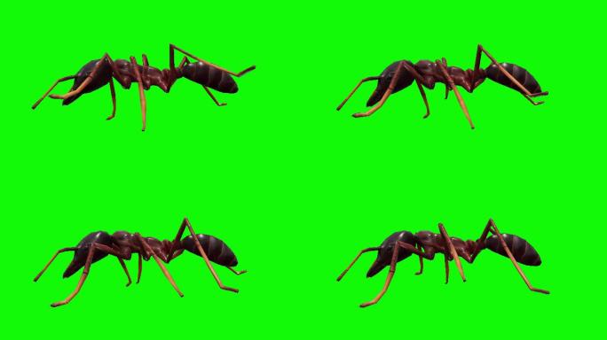 绿色背景中行走的蚂蚁