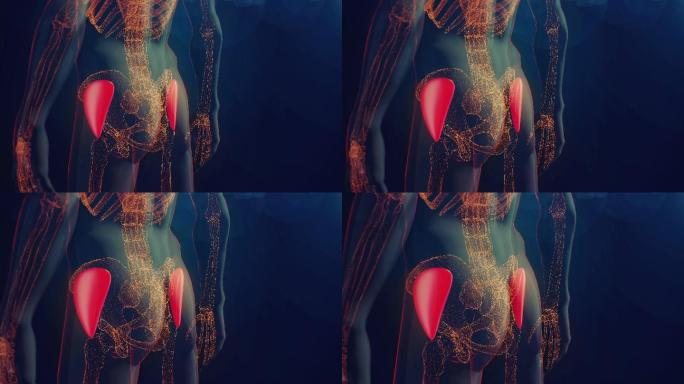 臀中肌动画三维医学器官3D人体