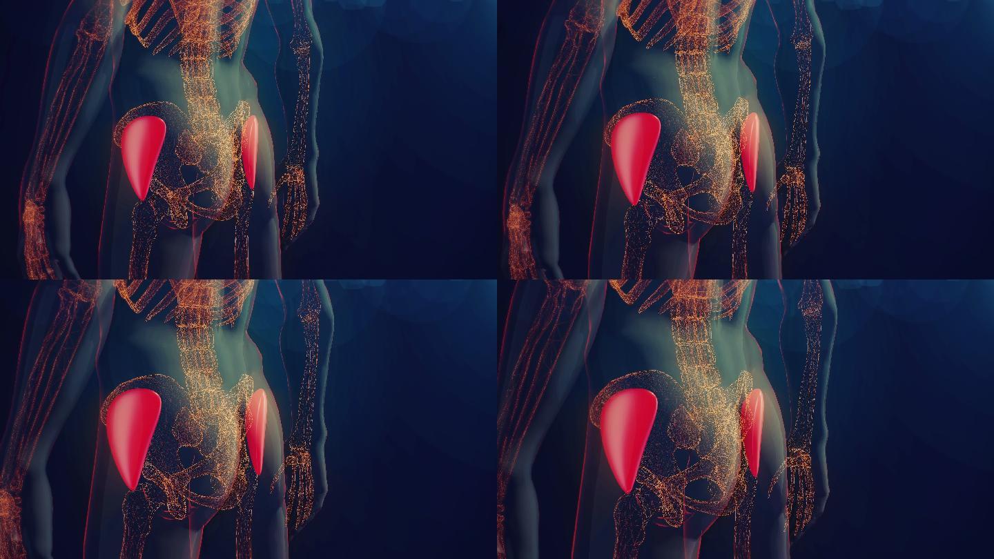 臀中肌动画三维医学器官3D人体