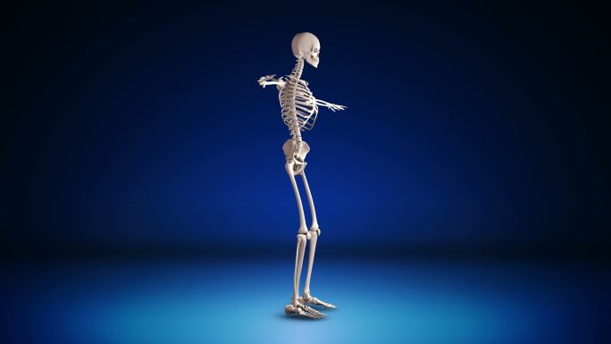 人类骨骼旋转透视环绕x光射线生理结构