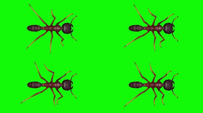 绿色屏幕上行走的蚂蚁