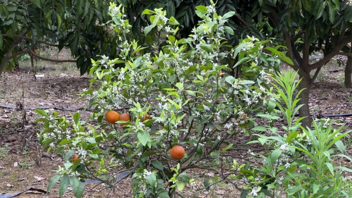 春天的果园果树长嫩芽新枝开花