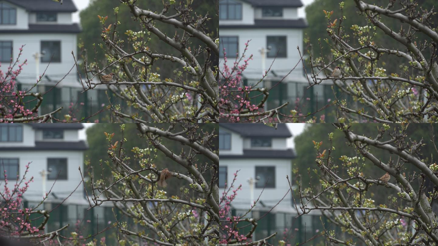 春天的小鸟在树枝上
