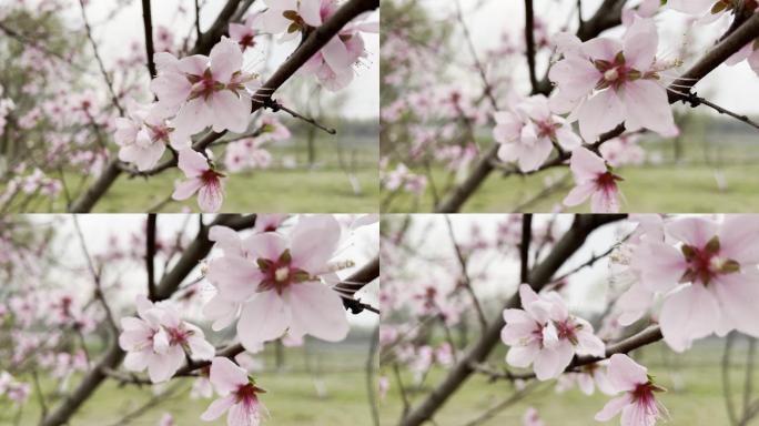 春天 春花 倒春寒 桃花 李花 樱花