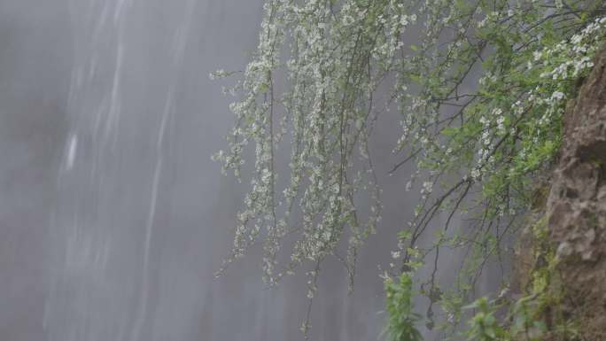 6K雾中白花笑靥花与瀑布02
