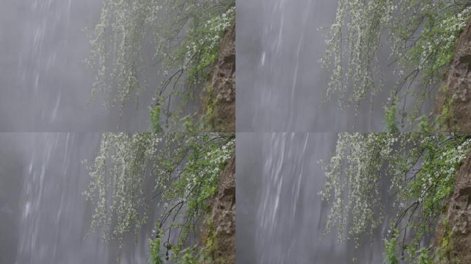 6K雾中白花笑靥花与瀑布02