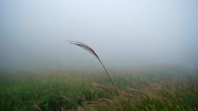 雾天大雾微风中的草