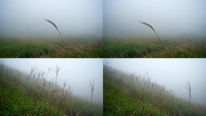 雾天大雾微风中的草