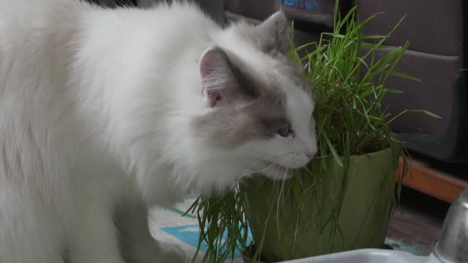 猫咪吃草助消化