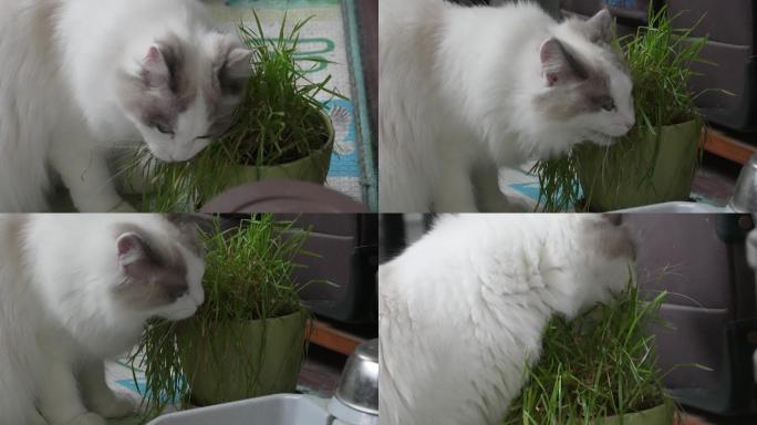 猫咪吃草助消化