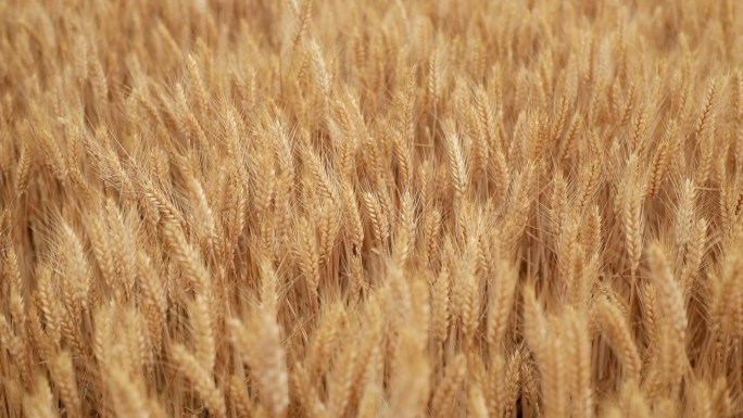 小麦高产粮田开镰收割