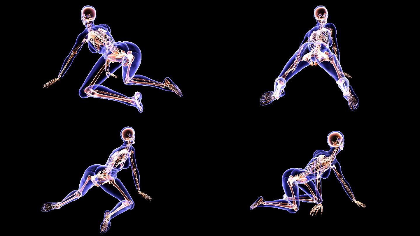 瑜伽姿势的骨骼结构