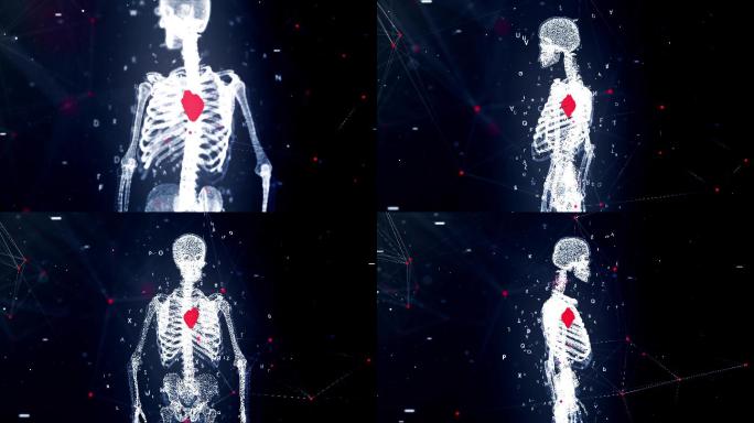 人体循环系统心脏解剖动画