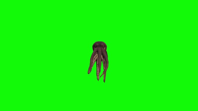 绿色背景前的章鱼