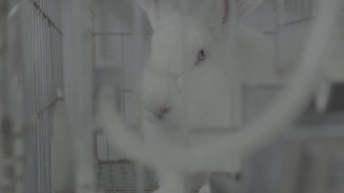 实验室饲养小白兔画面