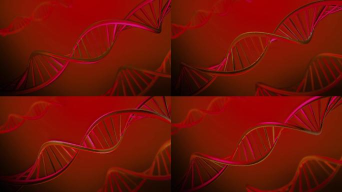 旋转的DNA序列动画