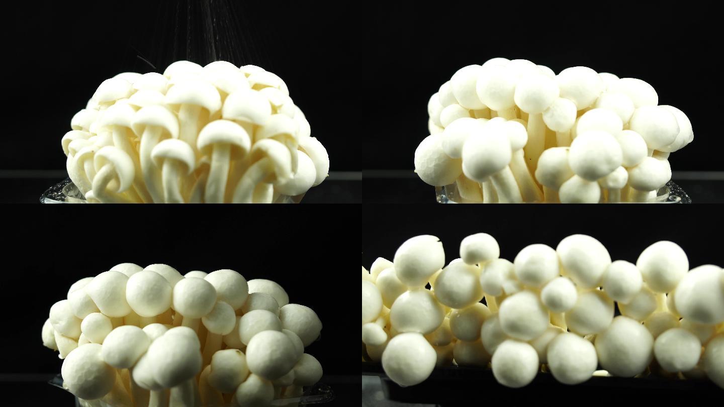 新鲜白玉菇4小段实拍视频
