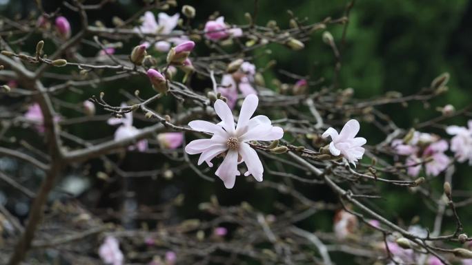 星花玉兰 玉兰花 玉兰树开花期