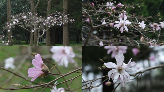 星花玉兰 玉兰花 玉兰树开花期