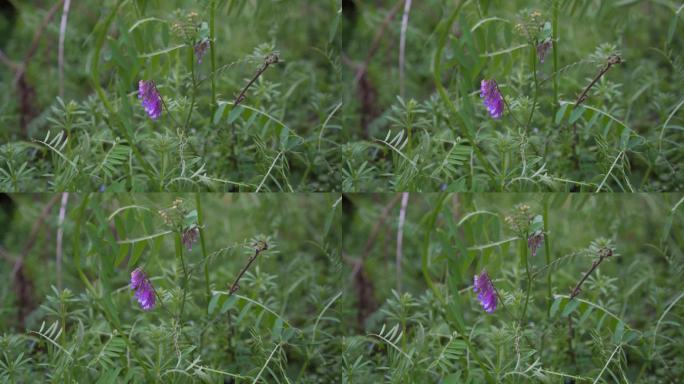 野生 弯豆角 绿色植物 绿芽 植物